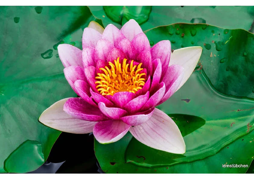 Seerose im Wagenbrüchsee.pdf